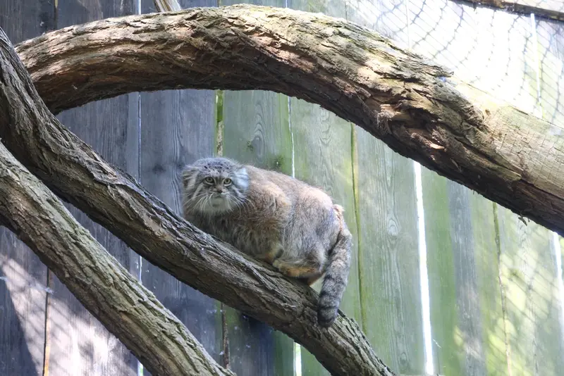 ワルシャワ動物園のジェシーの写真