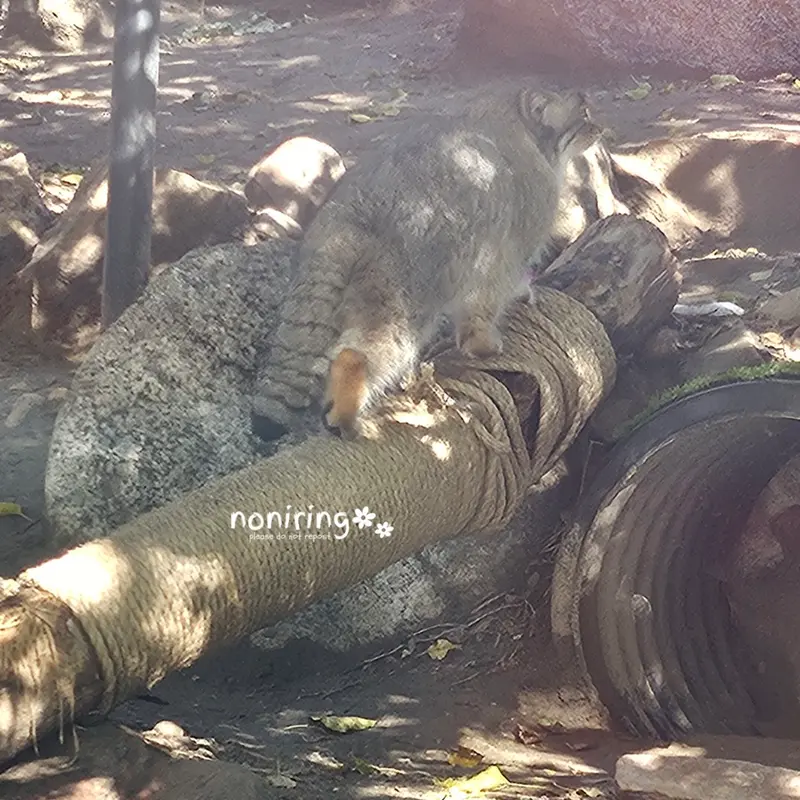 プエブロ動物園のオリーブの写真