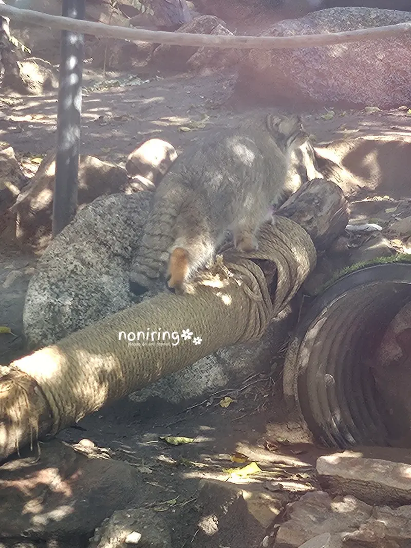 プエブロ動物園のオリーブの写真
