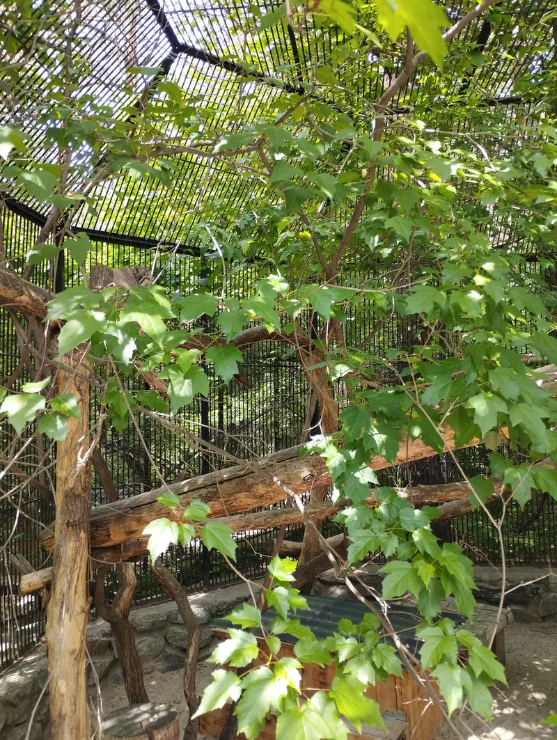 ノヴォシビルスク動物園のマヌルネコの写真