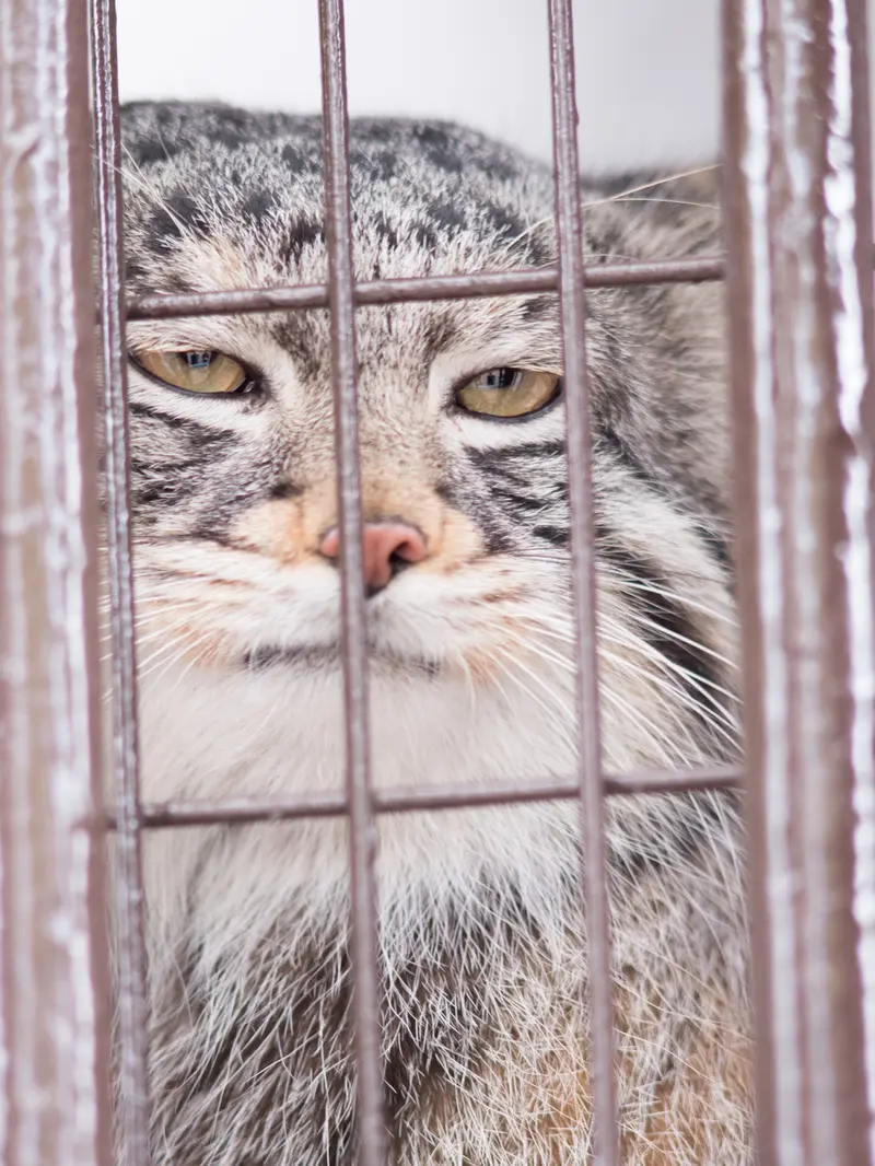 野毛山動物園のフィーガの写真