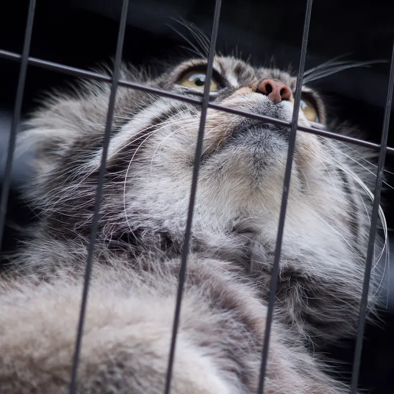 旭山動物園のグルーシャの写真