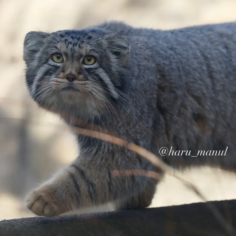 那須どうぶつ王国のマヌルネコの写真