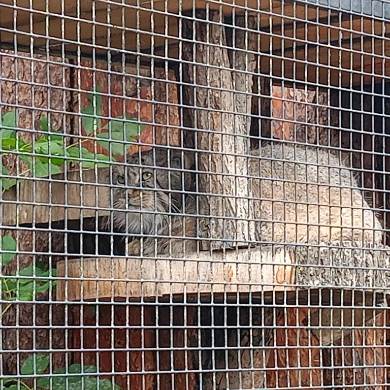 レニングラード動物園のマヌルネコの写真