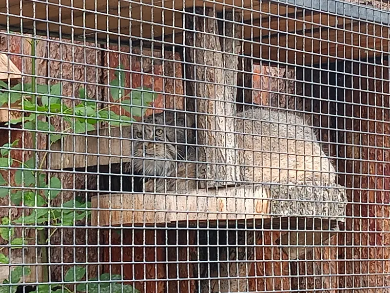レニングラード動物園のマヌルネコの写真
