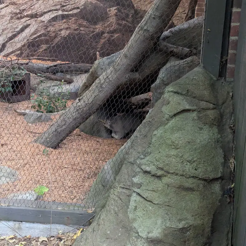 プロスペクト・パーク動物園のサルナイの写真