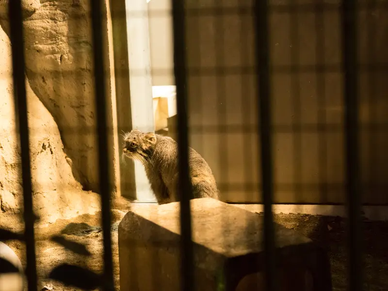 野毛山動物園のフィーガの写真