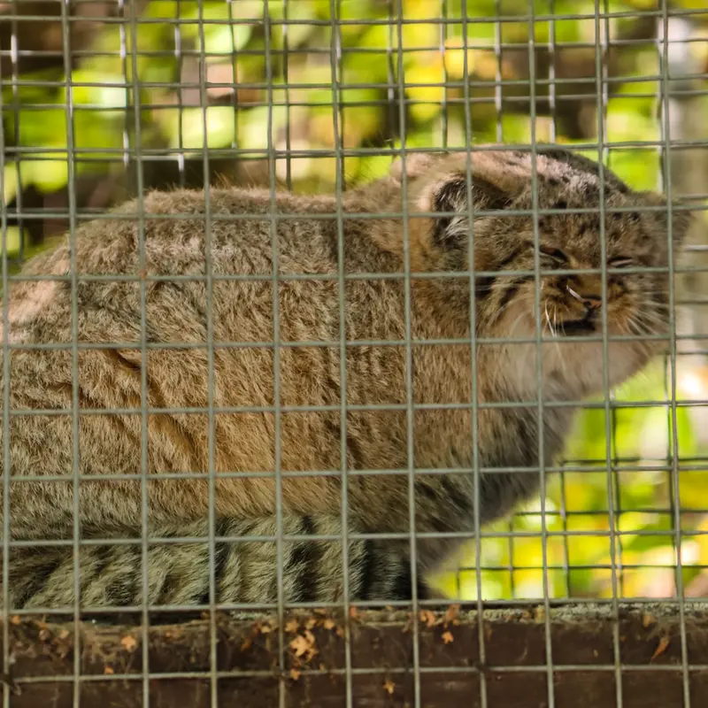 コシツェ動物園のアラニの子（2026年生まれ）Ⅰの写真