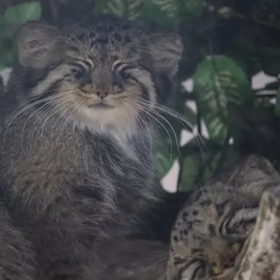 埼玉県こども動物自然公園のシャルとボルの写真