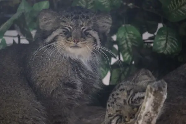 埼玉県こども動物自然公園のシャルとボルの写真