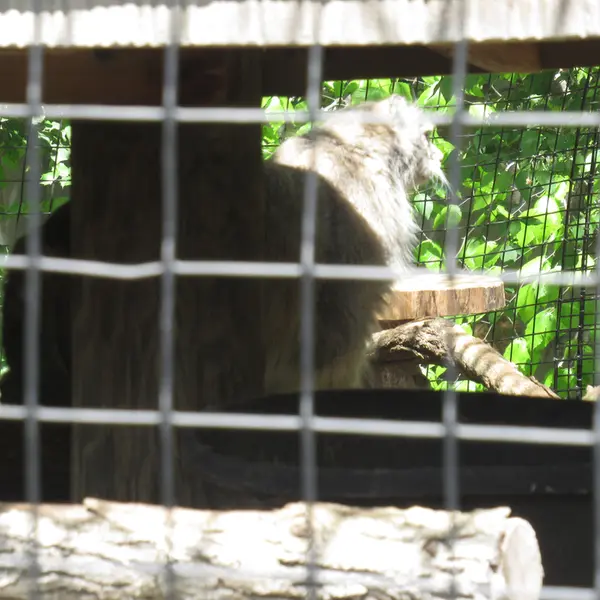 スミソニアン国立動物園のセバとアカルの写真