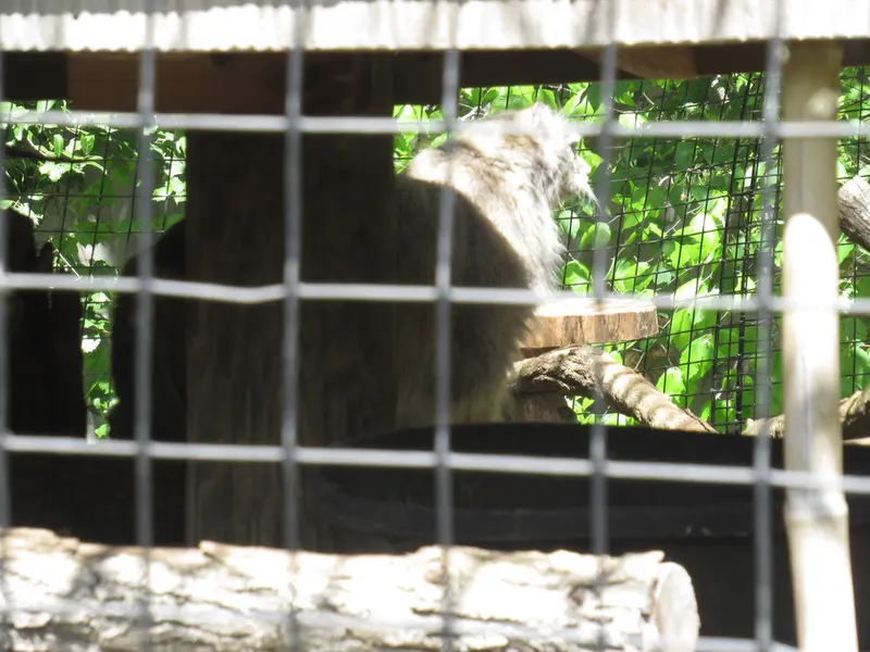 スミソニアン国立動物園のセバとアカルの写真