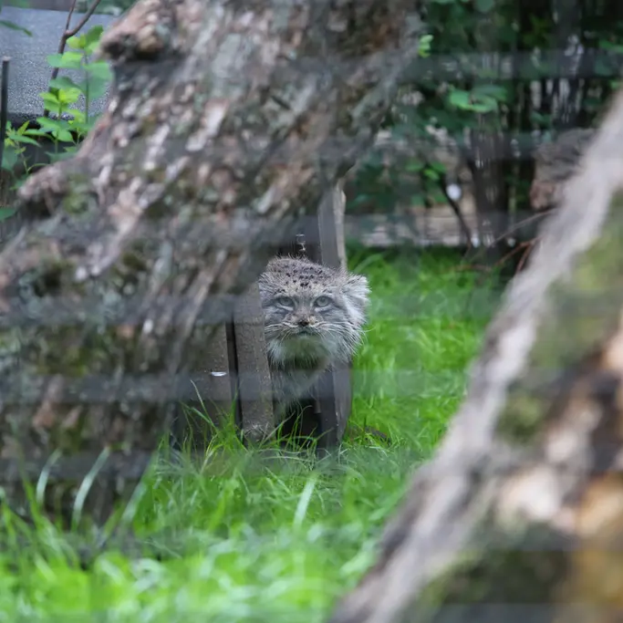 ワルシャワ動物園のジェシーの写真