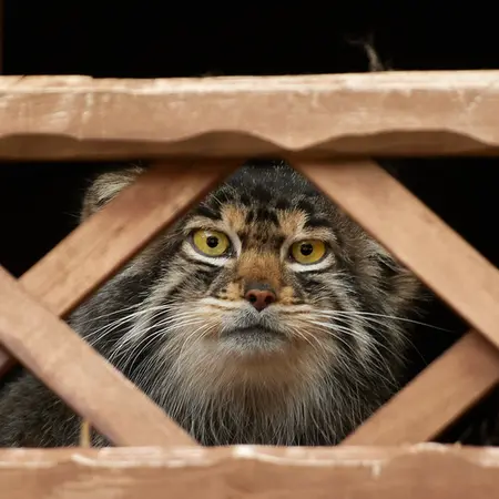 イジェフスク動物園（ウドムルト動物園）のアルタイの写真