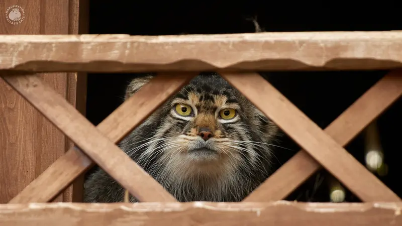 イジェフスク動物園（ウドムルト動物園）のアルタイの写真