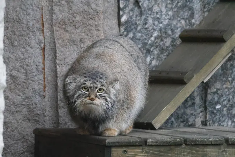モスクワ動物園のティモフェイの写真