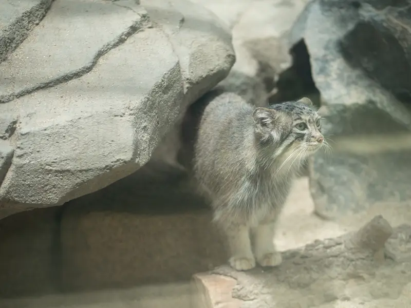 神戸どうぶつ王国のアズの写真