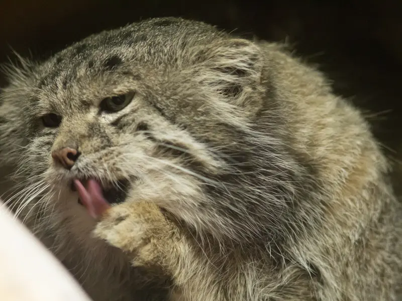 恩賜上野動物園のクリョンの写真