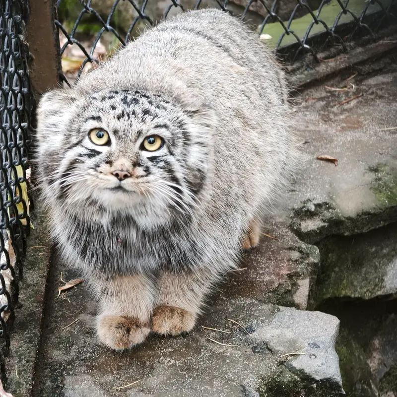 ノヴォシビルスク動物園のイヴの子（2026年生まれ）Ⅲの写真