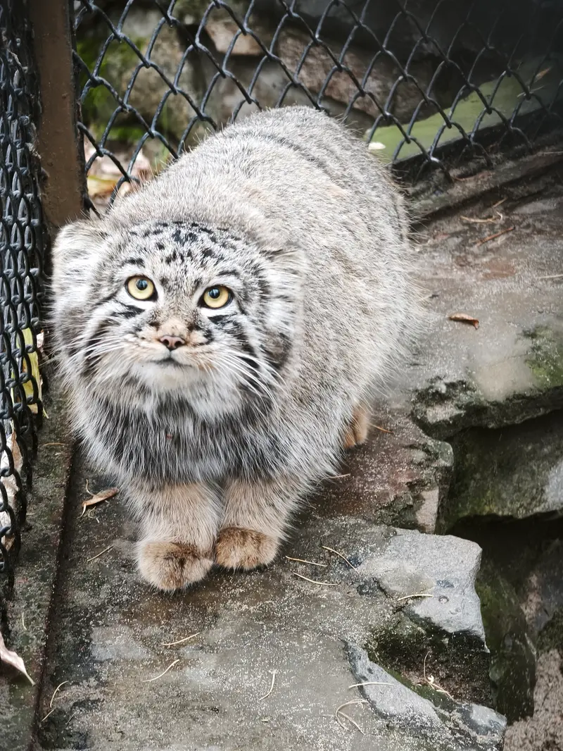 ノヴォシビルスク動物園のイヴの子（2026年生まれ）Ⅲの写真