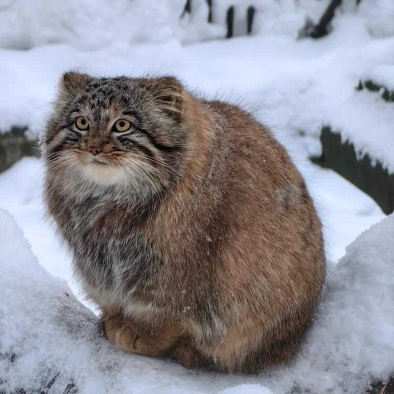 ノヴォシビルスク動物園のアッケムの写真