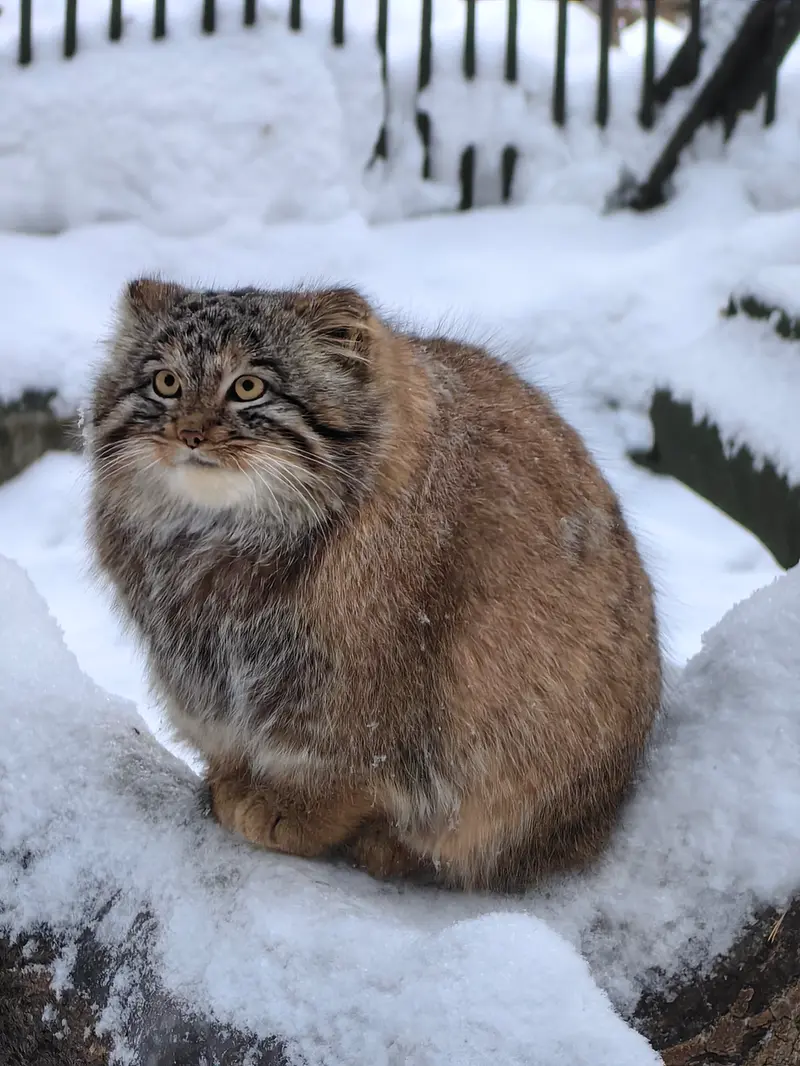 ノヴォシビルスク動物園のアッケムの写真