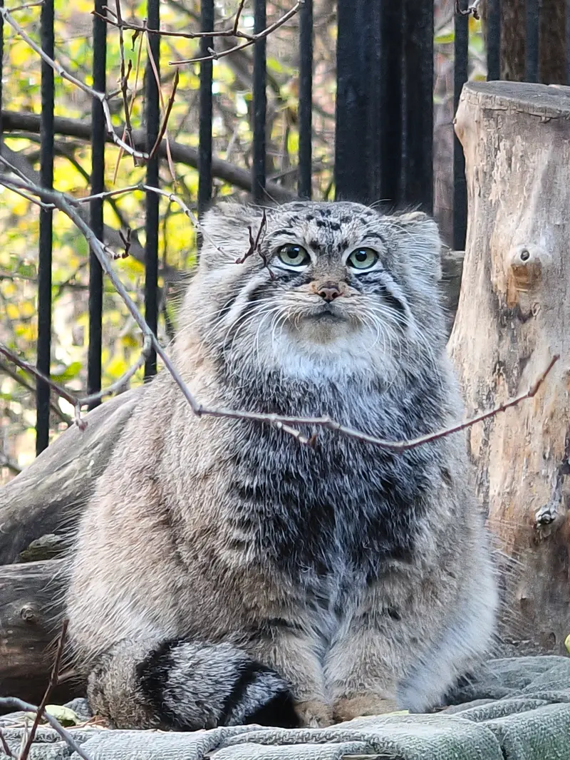 ノヴォシビルスク動物園のアーニャの写真