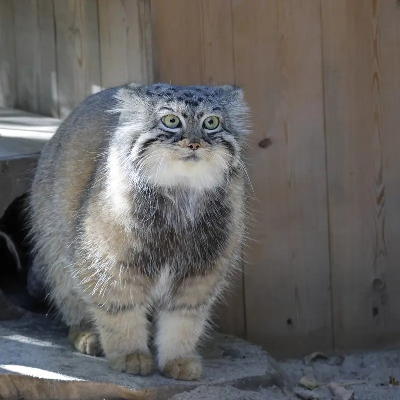 ノヴォシビルスク動物園のアーニャの写真