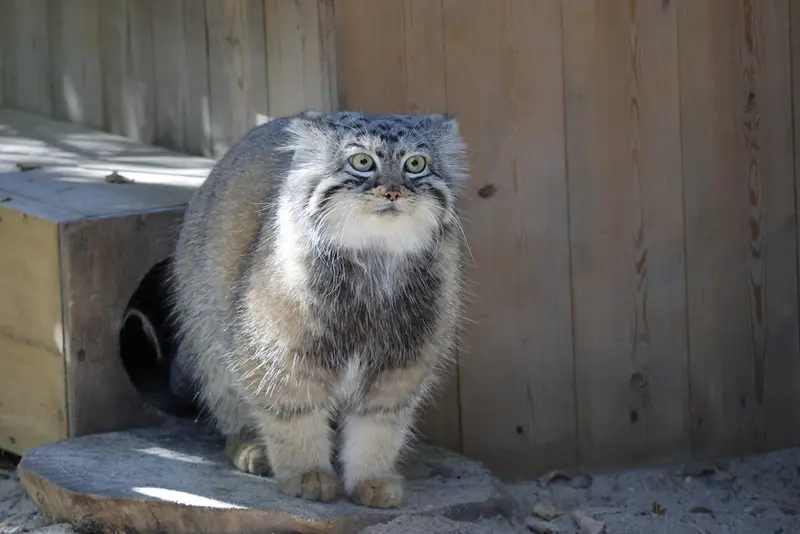 ノヴォシビルスク動物園のアーニャの写真