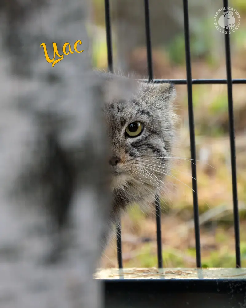 クラクフ動物園のツァスの写真