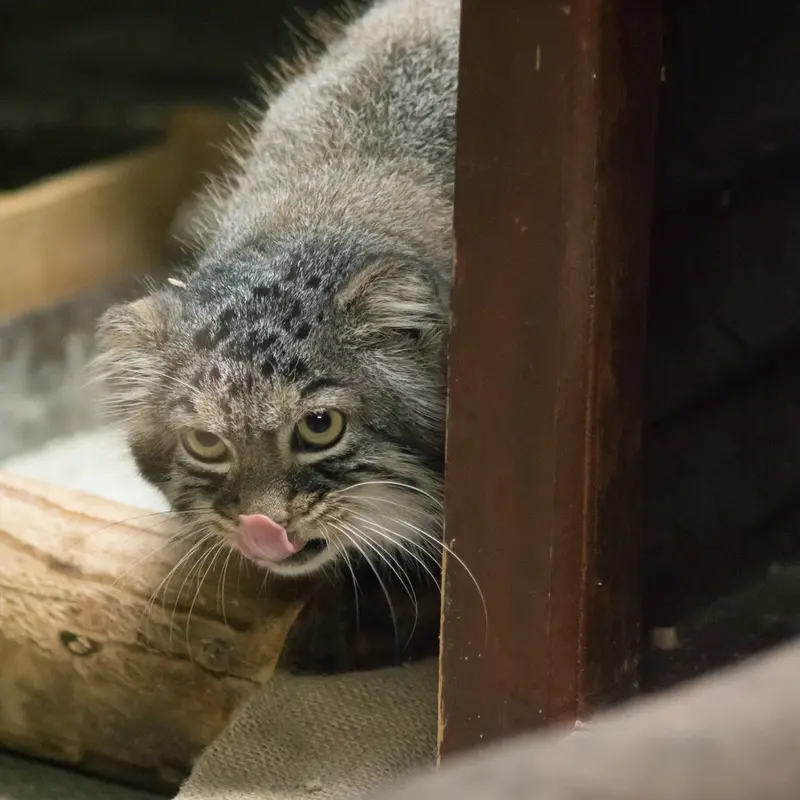 恩賜上野動物園のサフランの写真