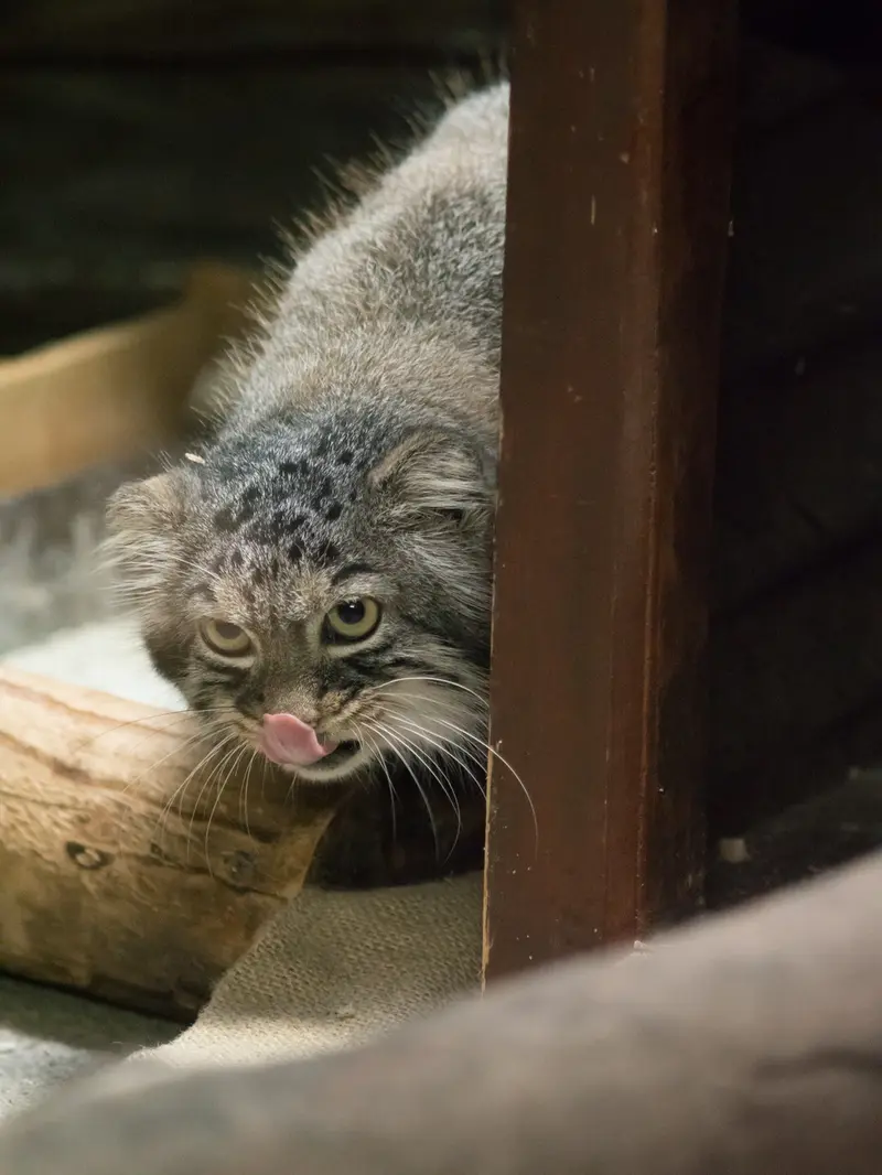 恩賜上野動物園のサフランの写真