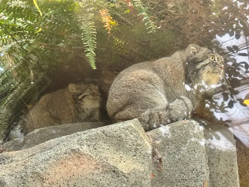 神戸どうぶつ王国のアズとナルの写真