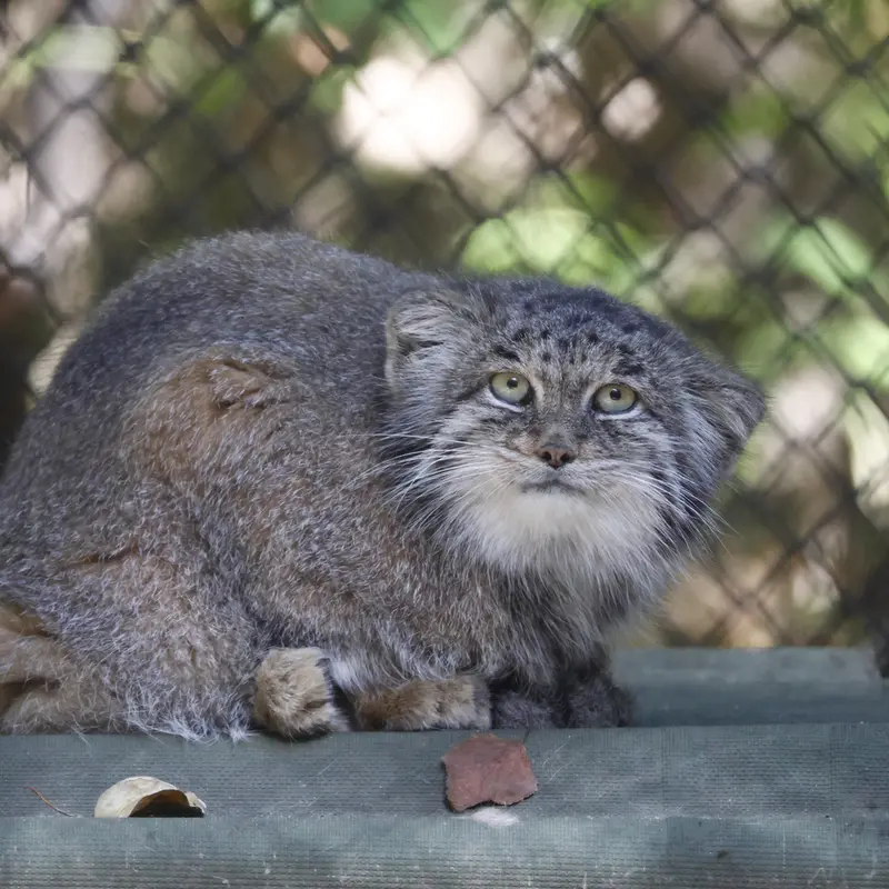 ノヴォシビルスク動物園のミアの写真
