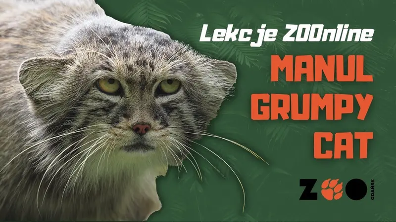 グダニスク動物園のマヌエルの動画