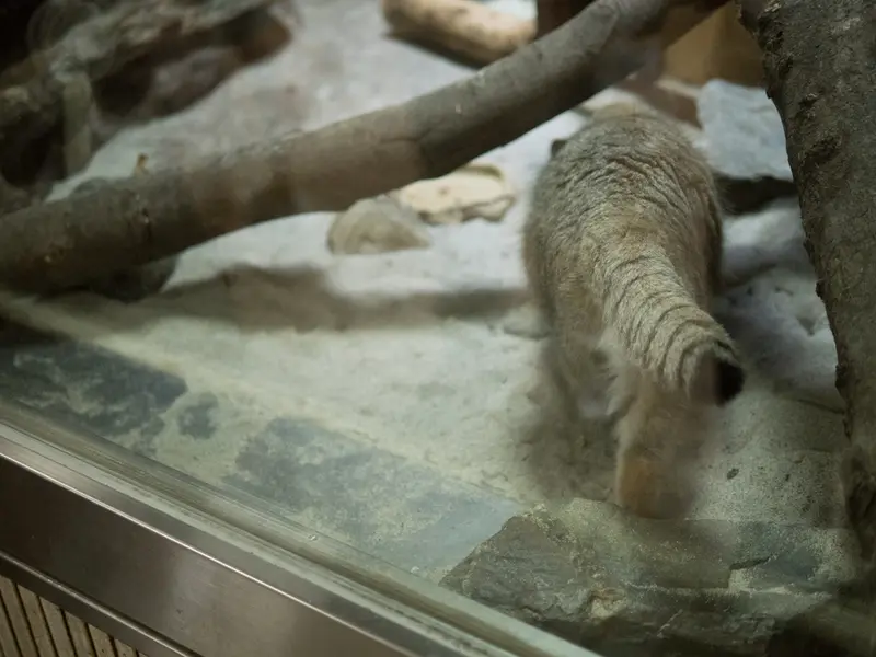 恩賜上野動物園のプリームラの写真