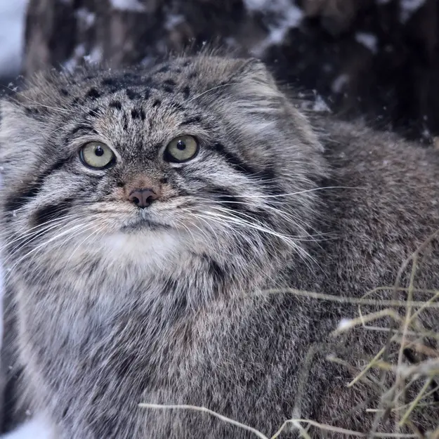 ノヴォシビルスク動物園のラストチカの写真
