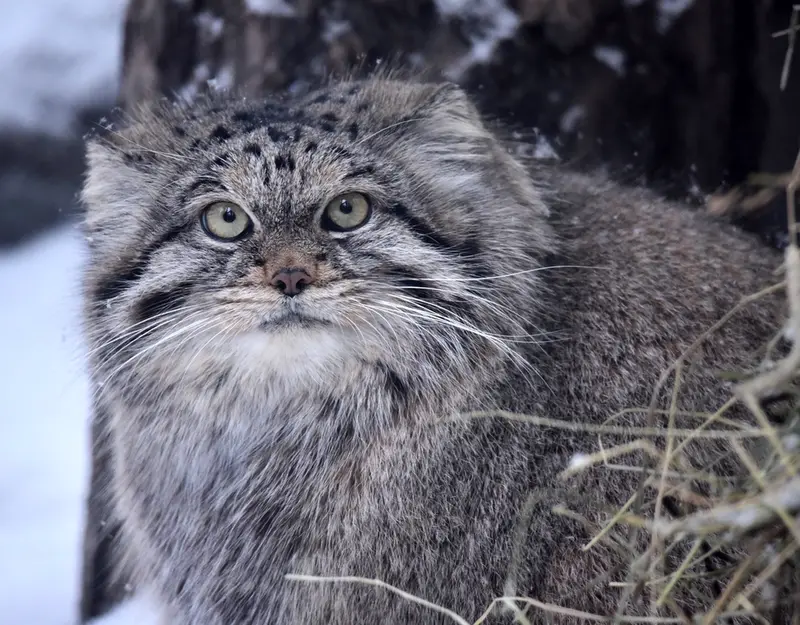 ノヴォシビルスク動物園のラストチカの写真