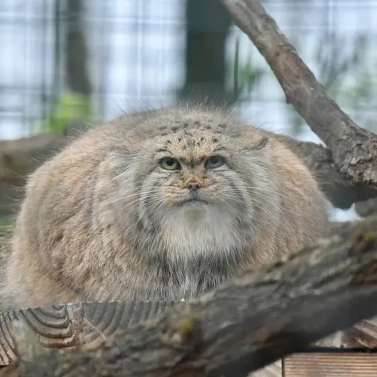 ザールブリュッケン動物園のカルプソの写真