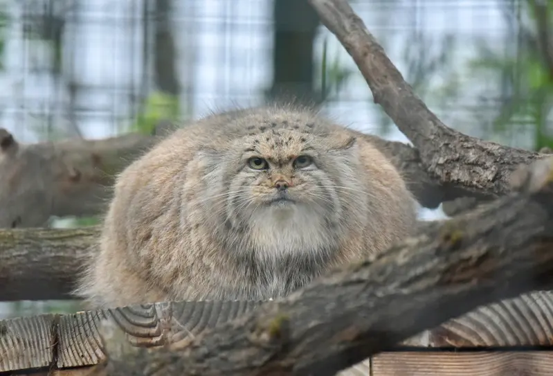 ザールブリュッケン動物園のカルプソの写真