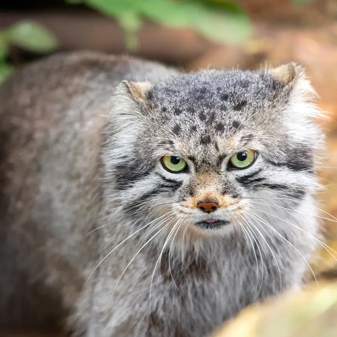シャイアン・マウンテン動物園のボーの写真