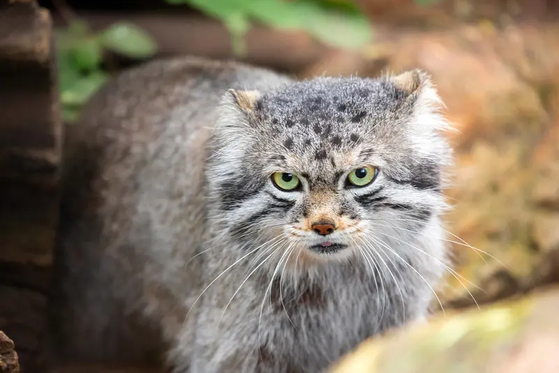 シャイアン・マウンテン動物園のボーの写真