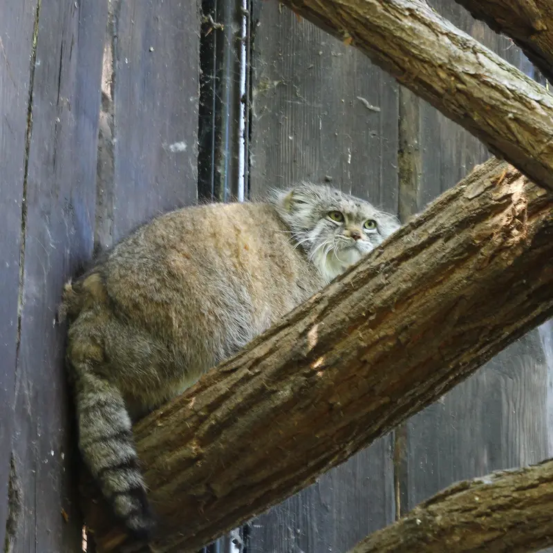 ワルシャワ動物園のジェシーの写真
