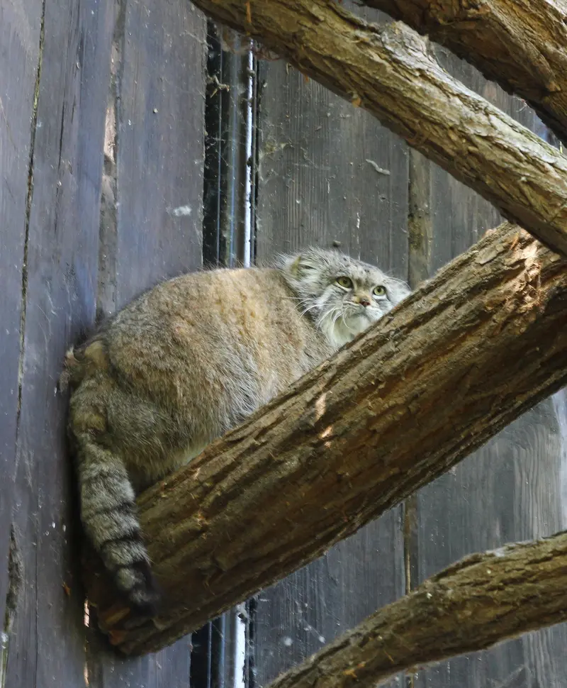 ワルシャワ動物園のジェシーの写真