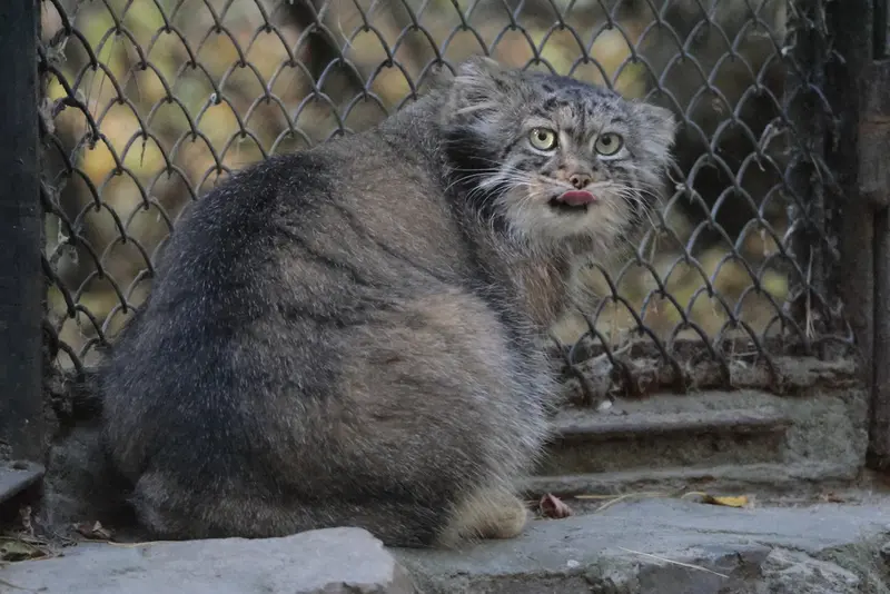 ノヴォシビルスク動物園のアデルの写真