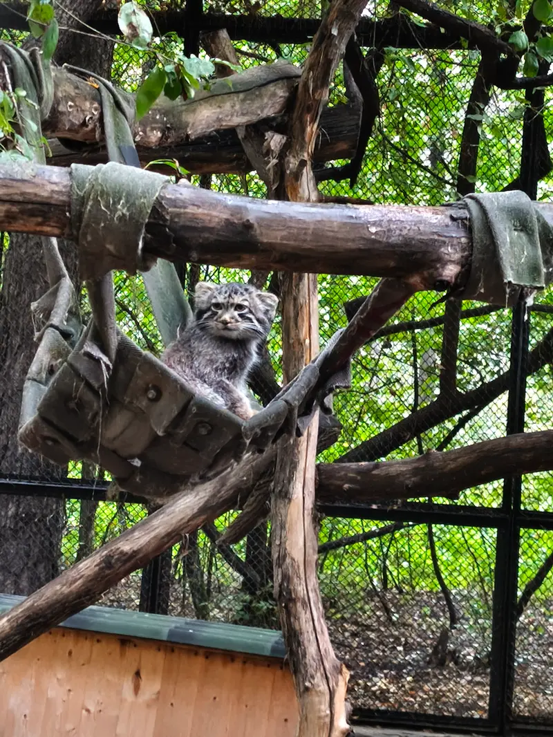 ノヴォシビルスク動物園のマヌルネコの写真