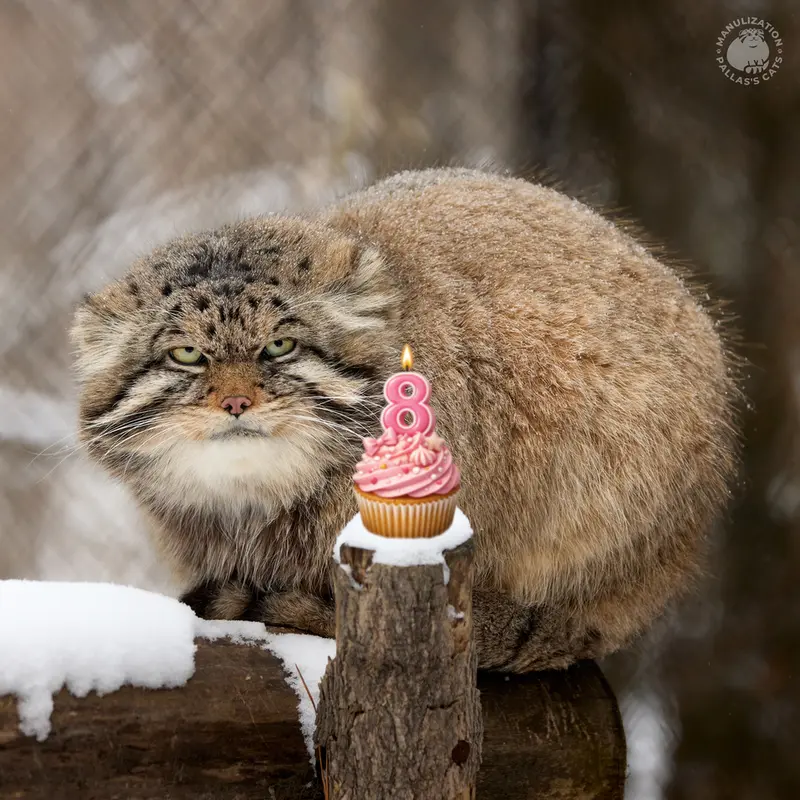 ノヴォシビルスク動物園のジョージの写真