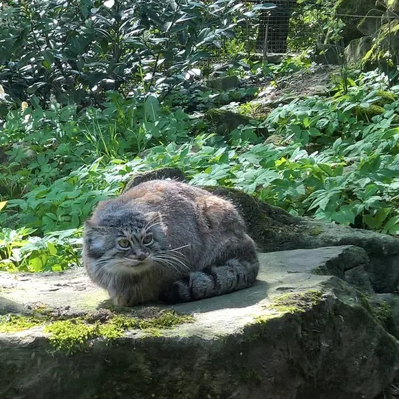 ロッテルダム動物園のマヌルネコのマノエル