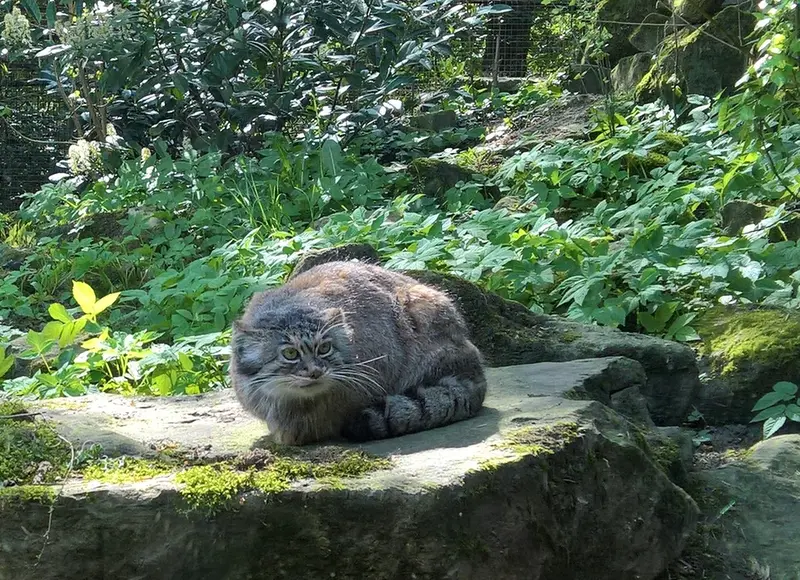 ロッテルダム動物園のマノエルの写真