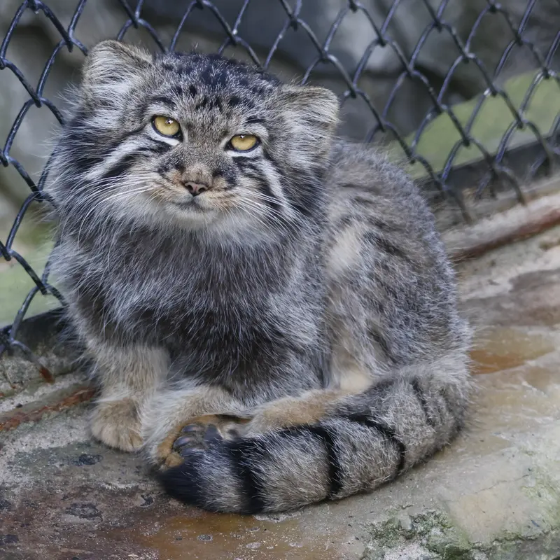 ノヴォシビルスク動物園のイヴの子（2026年生まれ）Ⅲの写真